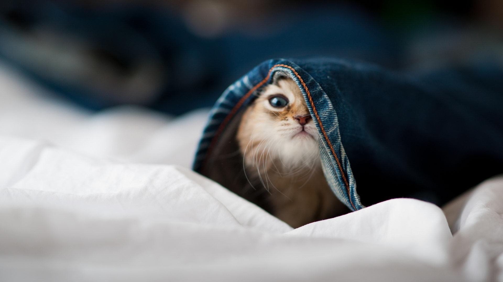 kaiyun体育综合-《电子竞技历史回顾：从边缘到主流的转变》，电子竞技发展史