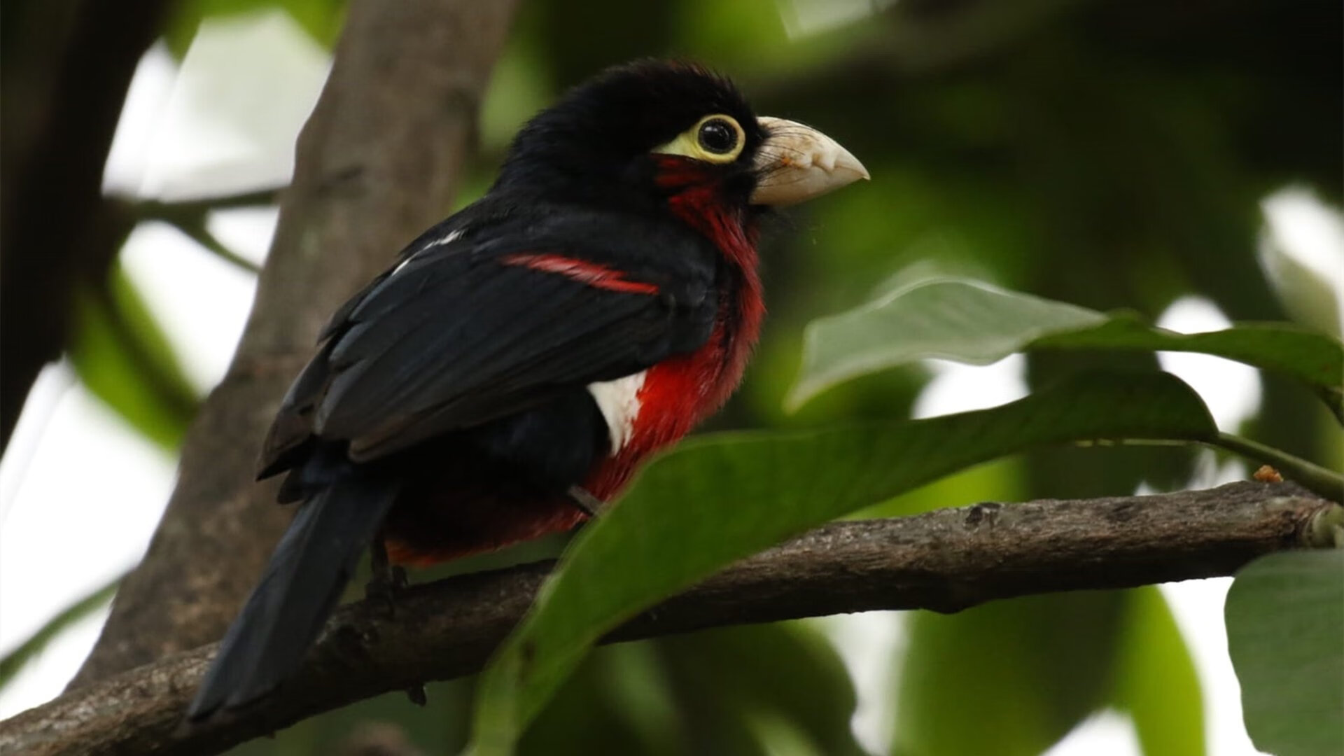 开云体育-【比赛策略】马克·塞尔比：用防守骚扰对手节奏，马克塞尔比练球视频