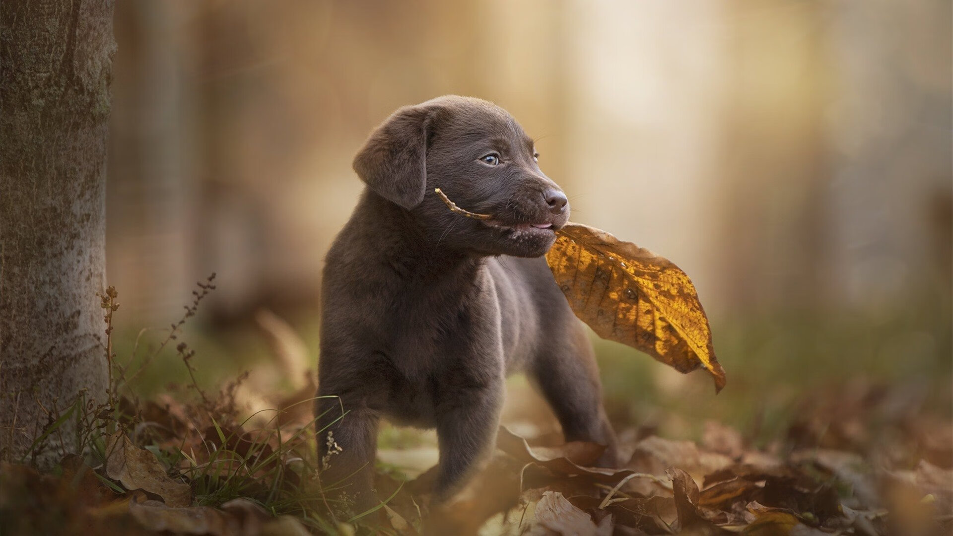 【比赛策略】马克·塞尔比:用防守骚扰对手节奏,马克塞尔比练球视频