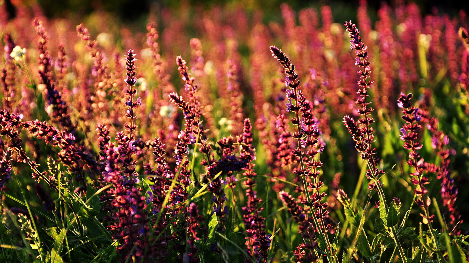 亲临现场：车迷的热情与激情展现