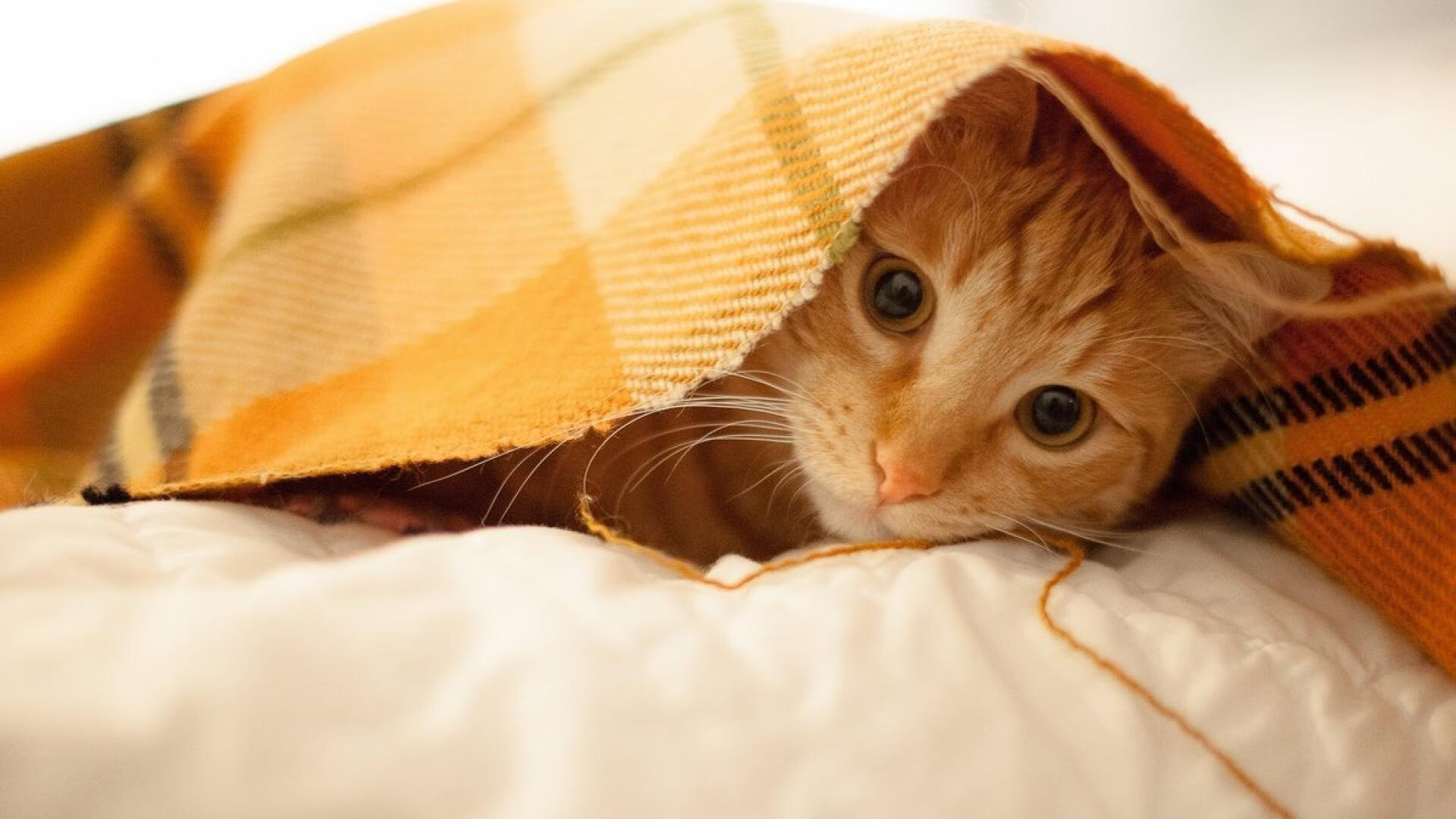 中国青训教练员体系不断完善,专业化水平提升,职业梯队青训教练招聘