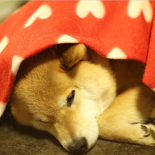 史上最大“黑马逆袭”:从零到冠军的奇迹旅程,黑马诞生 完美逆袭