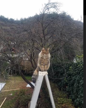 kaiyun体育app-基利安·海耶斯在NBA常规赛中表现出色，基利安海斯球探报告