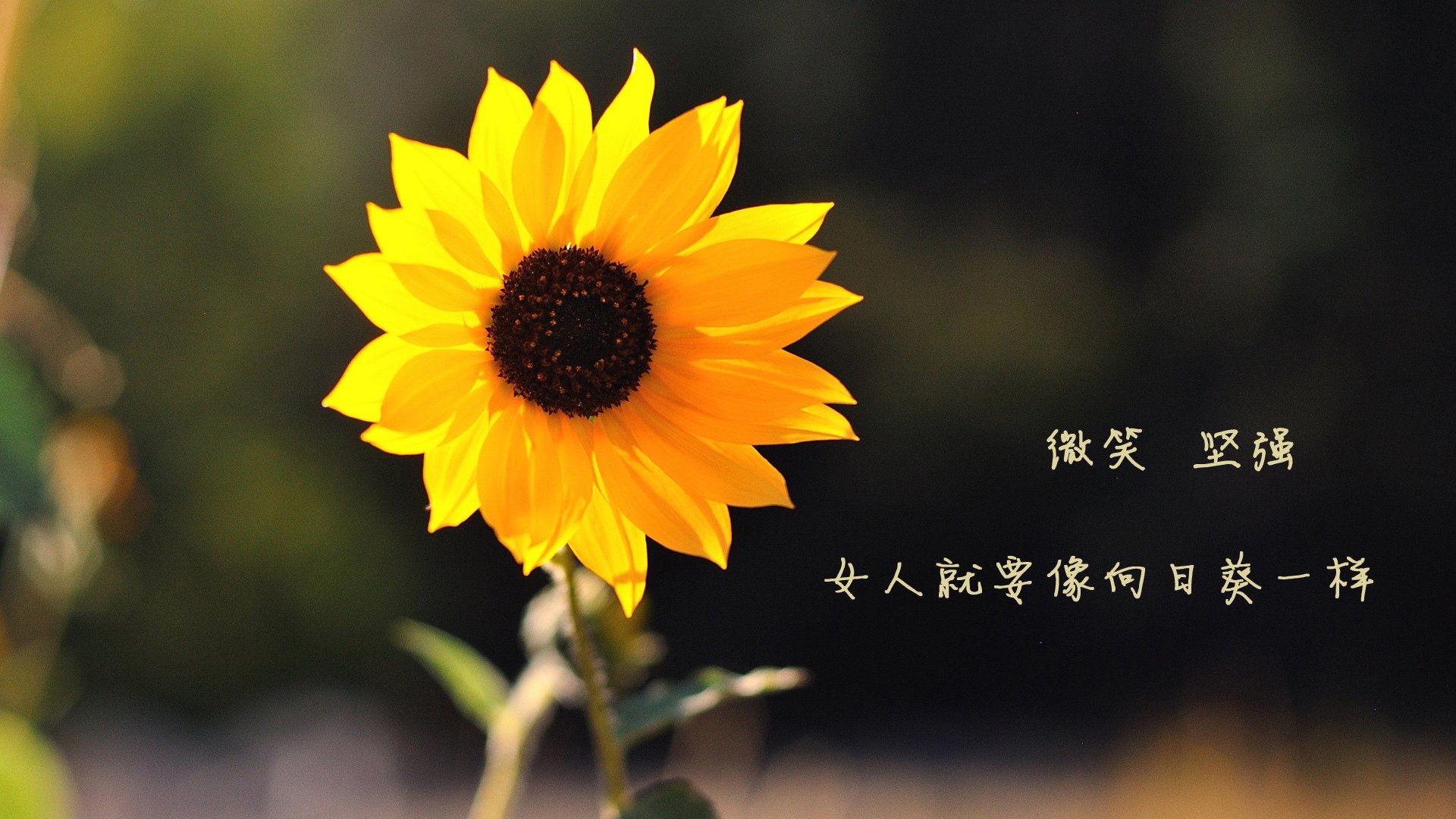 广场舞促进社区凝聚力，社区居民广场舞活动方案