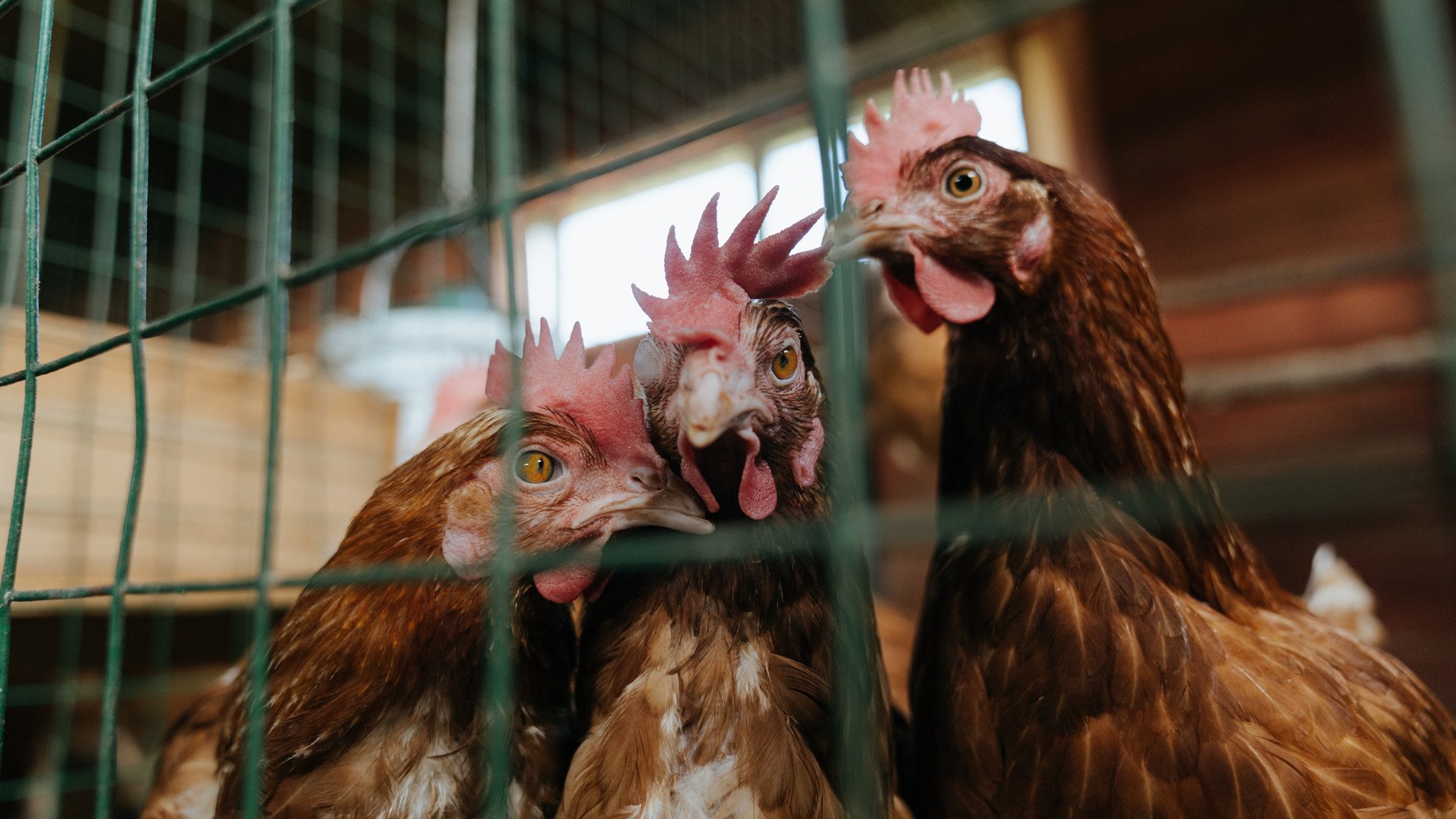 法甲精彩时刻不断，战术变化让比赛更精彩，法甲 经典比赛