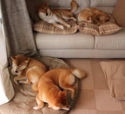 狼王：单场35分，多次突破得分成为比赛的绝对核心！，狼王对战