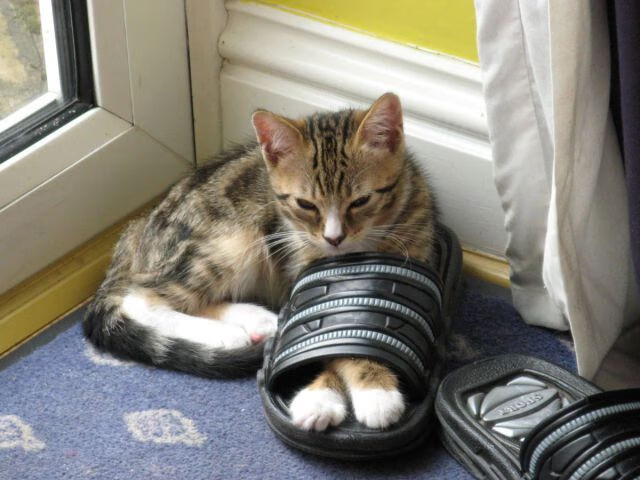 开云官方-穿越火线 百城联赛打响夏季战 AG老将再度出征，cf百城联赛夏季赛