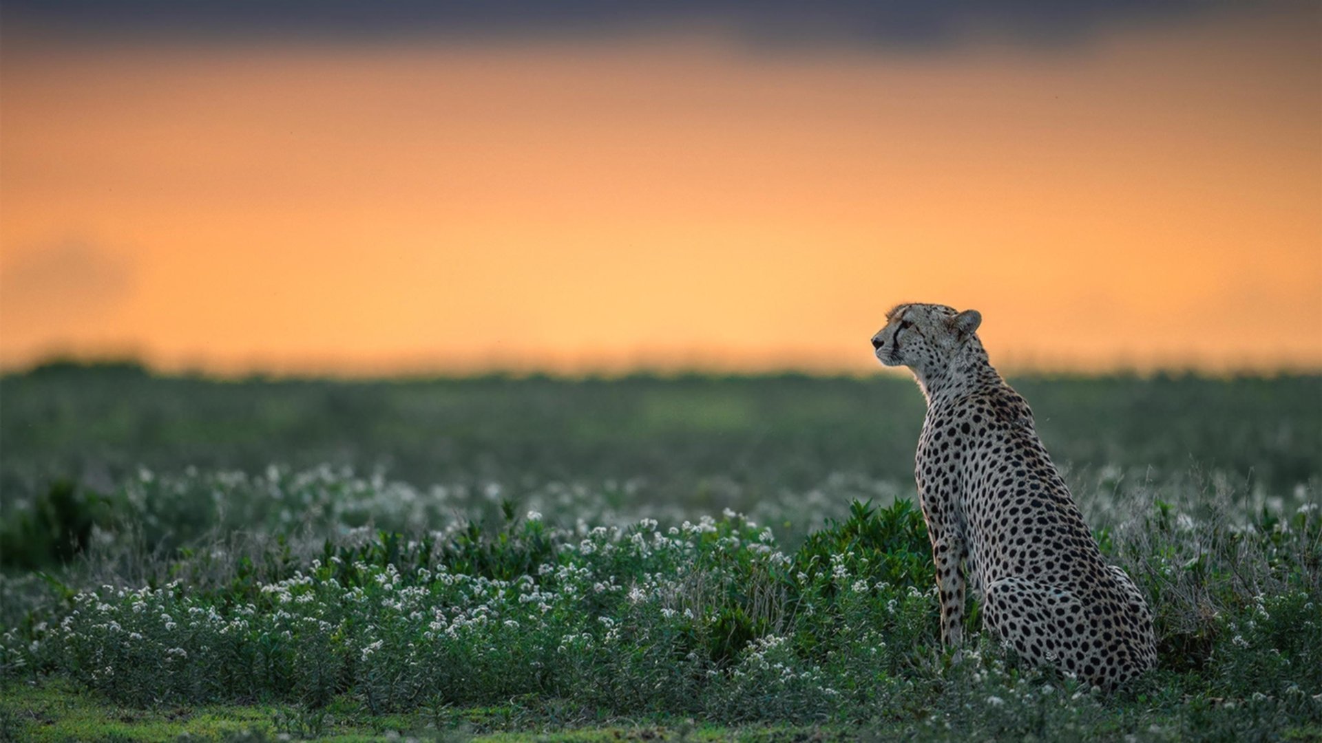 西班牙马术代表队在巴黎奥运会团体障碍赛中获得铜牌，展现团队协作精神。