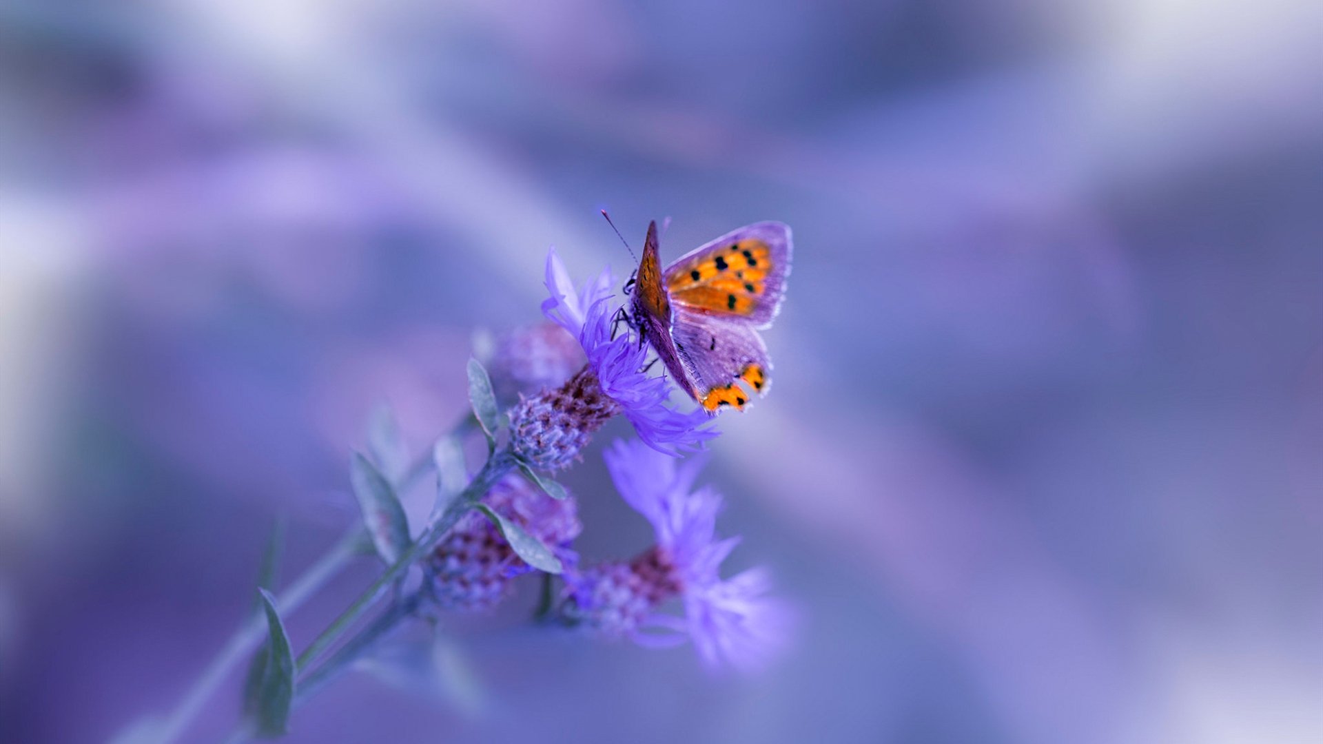 kaiyun官方网站-赛事预测：专家分析下一轮比赛走向，下一轮世预赛