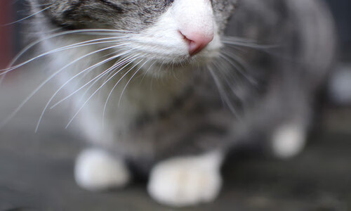 赛季最佳助攻瞬间榜单出炉,智取球队成功,2021赛季助攻榜