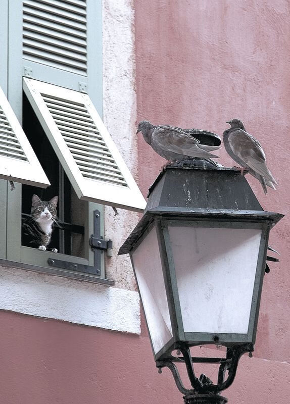 逆境中崛起的“黑马军团”:他们的成功启示录,黑马团队