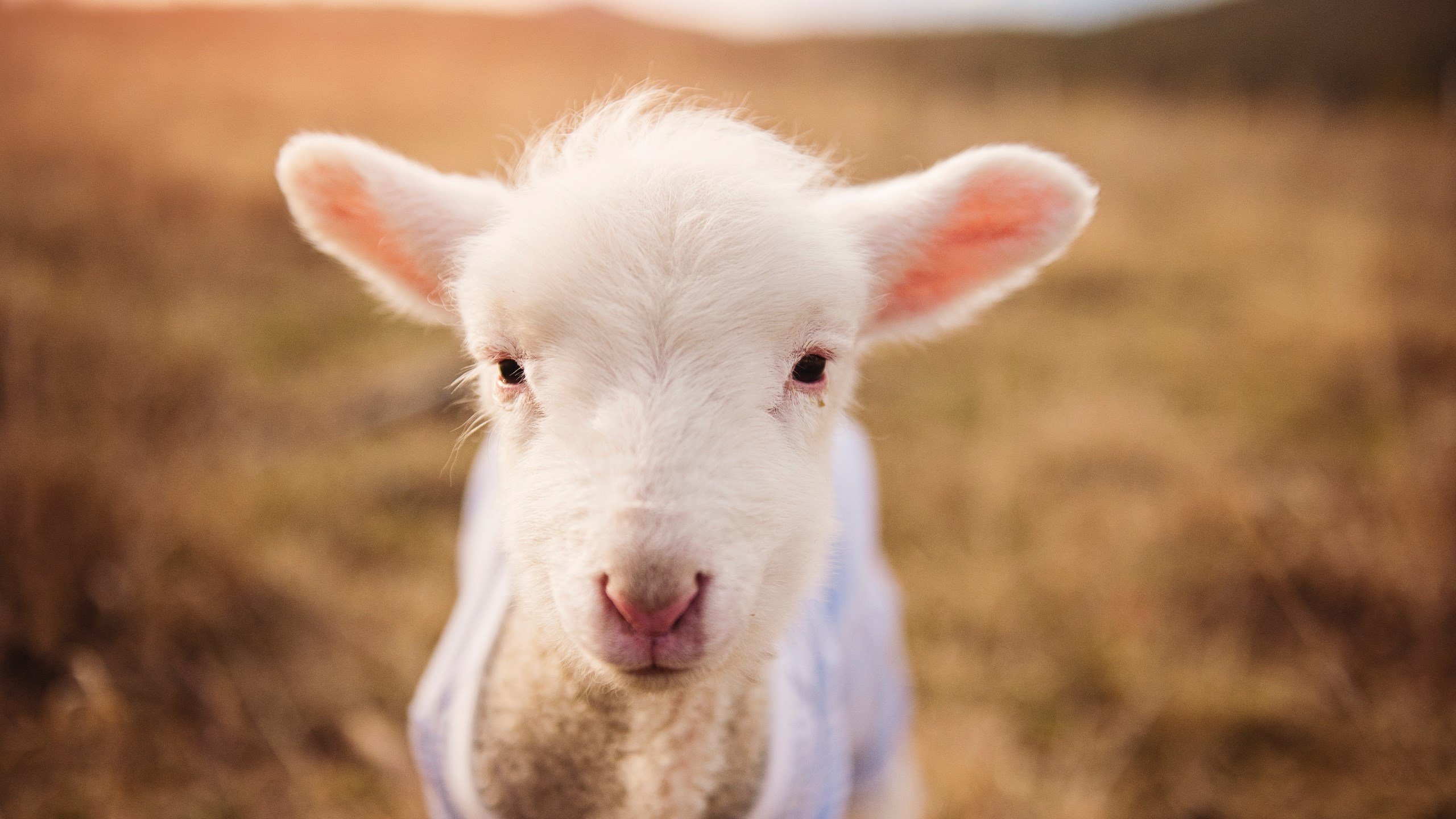 切尔西女足赛季总结与展望,切尔西女足赛季总结与展望