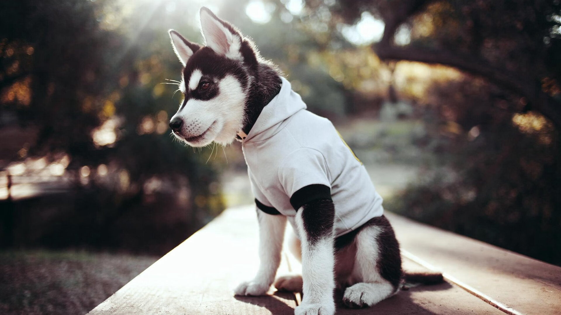 圣保罗后卫卢卡斯·贝拉尔多在南美杯中表现抢眼，吸引关注，保罗贝纳多 卡拉